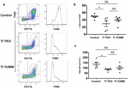 Figure 4. Transimmunization inhibits the formation of tumor/malignant ascites-associated macrophages (TAMs). Ascites or peritoneal lavage were collected at the end of the study and analyzed by flow cytometry for CD11b and F4/80. a. Left panel, representative dot plot images showing quadrant analysis; right panel, representative F4/80 MFI histogram plots for CD11b+ cells; b. Graphical representation of the percentage of CD11b+/F480+ cells in each group. Data are presented as mean ± SEM; * p = .042; ns, p > .05; c. Graphical representation of F4/80 MFI in CD11b+ cells in each group. Data are presented as mean ± SEM; * p = .037; ns, p > .05. Statistical analysis was performed using Ordinary One-way ANOVA with Tukey post hoc analysis.