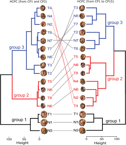 Figure 5. Dendrogram from hierarchical clustering of principal components (HCPC) for the 16 images.