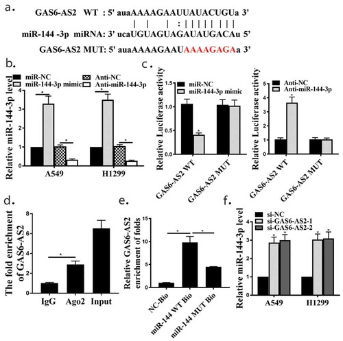 Figure 7. GAS6-AS2 promotes NSCLC cells proliferation by up-regulating MAPK6 via sponging miR-144-3p in A549 cells. (a) The transfection efficiency of MAPK6 was assessed by qRT-PCR. The cells proliferation were assessed via(b) CCK-8 assay. (c) Edu staining. (d) Colony formation. *compared with NC group, p <0.05. n = 3