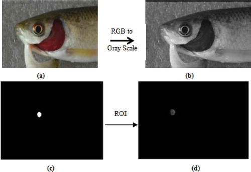 Figure 2. ROI segmentation in fish (a) Original RGB image (b) Grey scale image (c) Binary mask of ROI (d) Extracted S channel using binary mask.