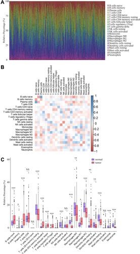 Figure 5 The abundance profile of TICs in LUAD samples and correlation analysis. (A) Bar plot showing the proportion of 22 kinds of TICs in LUAD samples. Each column represented a LUAD sample. Different colors represented different kinds of TICs. (B) Heatmap showing the correlation between 22 kinds of TICs. The color of each box represented the correlation index between two kinds of TICs. (C) Bar plot showing the proportion of 22 kinds of TICs in cancerous and paracancerous tissues. NS, *, ** and *** represented P>0.05, P<0.05, P<0.01 and P<0.001, respectively. Red and blue rectangles represented cancerous and normal tissues, respectively.