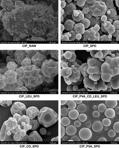 Figure 3 Scanning electron micrographs of the spray-dried microparticles.