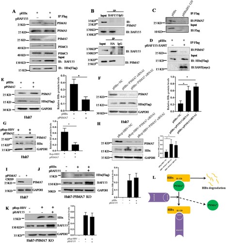 Figure 5. BAF155 stabilizes HBx through inhibition of proteasome-mediated protein degradation. (A) Coimmunoprecipitation of HBx and proteasome in the presence of proteasome inhibitor. Huh7 cells were transfected with pHBx in combination with pBAF155. 24 h after transfection, cells were treated with 20 μM MG132 for 6 h. Total cell extracts were first subjected to immunoprecipitation using anti-Flag antibody and then the immune complex was assayed by western blotting with respective antibodies. (B) Coimmunoprecipitation analysis of interaction between the BAF155 and PSMA7. (C) Coimmunoprecipitation analysis of interaction between the HBx mutant lacking aa81-120 and PSMA7. (D) Coimmunoprecipitation analysis of interaction between BAF155 SANT domain and PSMA7 in the presence of HBx. (E) Overexpression of PSMA7 decreased HBx protein levels in pHBx-transfected Huh7 cells. (F) Knockdown of endogenous PSMA7 increased HBx protein levels in the Huh7 cells transfected with pHBx. (G) Overexpression of PSMA7 decreased HBx protein levels in the Huh7 cells transfected with pRep-HBV. (H) Knockdown of endogenous PSMA7 increased HBx protein levels in the Huh7 cells transfected with pRep-HBV. (I) Knockout of PSMA7 in Huh7 cells by CRISPR/Cas9 system as examined by western blot analysis. (J and K) The protein levels of HBx in the PSMA7-knockout Huh7 (Huh7-PSMA7 KO) cells transfected with pBAF155 in combination with pHBx (J) or pRep-HBV (K). (L) Schematic models for the mechanism by which BAF155 functions to compete with PSMA7 for binding to HBx thus disrupting PSMA7 native association with HBx for HBx degradation. Values are mean ± SD, n = 3. *p < 0.05