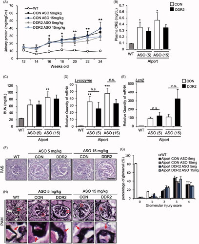 Figure 3. DDR2 ASO did not improve kidney function in Alport mice. (A) Urinary protein and creatinine were measured by Bradford and Jaffe’s method, respectively. Proteinuria score was calculated based on urinary protein and creatinine concentrations. *p<.05, **p<.01 vs WT, assessed by Dunnett’s test. (B) Serum creatinine level, and (C) blood urea nitrogen (BUN) were measured in 24-week-old WT, CON ASO- and DDR2 ASO-treated mice. Bars indicate the mean ± S.E. (n = 5–6). *p<.05, **p<.01 vs WT, assessed by Dunnett’s test. (D,E) Total RNA was isolated from kidney tissues of 24-week-old mice. Quantitative RT-PCR was performed to evaluate the expression of the indicated renal injury markers. The data were normalized to Gapdh. Bars indicate the mean ± S.E. (n = 5–6). **p<.01, ***p<.001 vs WT, assessed by Dunnett’s test. n.s., not significant. (F) Images of PAS-stained renal sections of 24-week-old mice are shown. (G) Glomerulosclerosis score was quantified from PAS-stained sections. (H) PAM staining of renal sections of 24-week-old mice was performed. Lower panels, enlarged view of the area boxed by the red square in upper panel. Red arrows indicate the GBM. Scale bars in F and H, 50 µM.