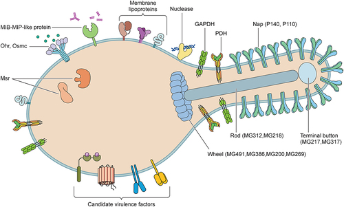 Figure 1. Diagrammatic representation of the pathogenic components of Mycoplasma genitalium. The pathogenesis and virulence of M. genitalium include invasiveness, toxic nuclease, and membrane lipoproteins. Numerous factors contribute to invasiveness, including proteins involved in adhesion, gliding motility, and antigenic variation, detoxifying enzymes involved in immune evasion (methionine sulphoxide reductase (Msr), organic hydroperoxide reductase (Ohr), osmotically inducible protein C (OsmC), and immunoglobulin proteases), and biofilms involved in antibiotic resistance and persistent infection. Additionally, glycosyltransferase, serine/threonine kinase, and serine/threonine phosphatase are considered candidate virulence factors of M. genitalium.