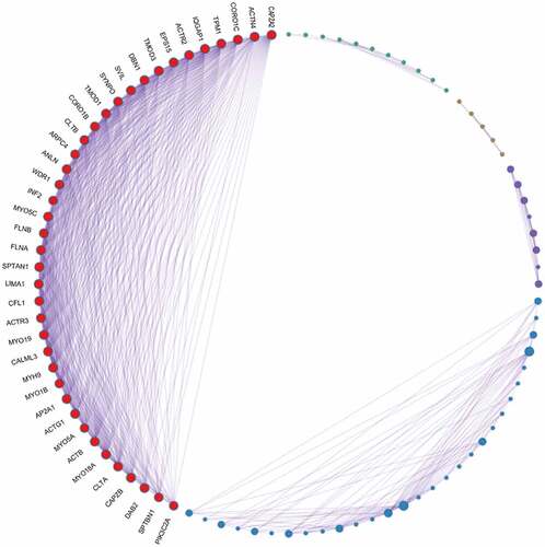 Figure 3. PPI network analysis of overlapping PPP1CB target genes. The PPI network contained 222 genes. Different nodes represent different genes and corresponding proteins connected in the PPI network. A variety of genes cooperate with each other to carry out biological functions. Red nodes indicate a node score of 13.64, blue nodes indicate a node score of 2.97, purple nodes indicate a node score of 2.875, orange nodes indicate a node score of 1.6, and green nodes indicate a node score of 1.273. Densely connected network components were identified via the MCODE algorithm, and the 39 genes with the highest score were selected as node genes (node score 13.64). PPI: protein protein interaction