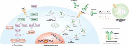 Figure 1. TROP-2 pathway (a) and mechanism of action of ADCs anti-TROP-2 (b). the TROP-2 pathway is involved in the promotion of angiogenesis, cell growth, and metastatization throughout calcium and beta-catenin signaling and through the re-localization of RACK1 (a). The mechanism of action of the three ADCs evaluated in clinical trials is reported in Figure (b), along with the so-called ‘bystanders effect’ (c).