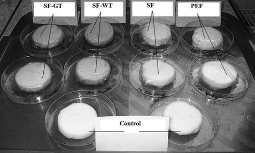 Picture 1. An example of apple slices coated in different types of films at day 0 of storage.*Control: apple slices without films. PEF: apple slices stored in polyethylene films. SF: apple slices stored in starch films. SF-GT: apple slices stored in starch films enriched in green tea extract. SF-WT: apple slices stored in starch films enriched in white tea extract.