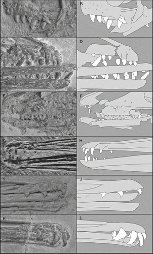 Figure 7 Enantiornithine teeth, photographs and interpretative drawings: A, B, Eoenantiornis buhleri, IVPP 11537; C, D, Shenqiornis mengi, DNHM D2951; E, F, Pengornis houi, IVPP 15336; G, H, Longirostravis hani, IVPP V11309; I, J, Longipteryx chaoyangensis, IVPP V12552; K, L, Longipteryx sp., DNHM D2889.