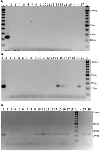 Figure 3 Amplification by PCR of Weissella confusae-specific lepA gene (225 bp) in male rats. (A) Rats were fed for 15 weeks (105 days) standard rat food (Ssniff NR*). Lane 1: Positive control (2.3 ng WC genomic DNA), Lane 2–6: feces samples from rats at day 0, Lane 7–11: feces samples from rats at day 40, Lane 12–16: feces samples from rats at day 106, Lane 17: negative control, L: GeneRuler TM DNA Ladder Mix (Thermo Scientific, Fisher Scientific Co., Pittsburgh, USA). (B) Rats were fed for six weeks (42 days) the MFru-MF diet (28% fructose, 10% fat) and thereafter for nine weeks the HFru-HF diet (56% fructose, 16% fat) according to a total intervention time of 15 weeks (105 days). Lane 1: Positive control (2.3 ng WC genomic DNA), Lane 2–7: feces samples were collected from rats at day 0, Lane 8–13: feces samples were collected from rats at the end of the MFru-MF diet feeding period (day 40), Lane 14–19: feces samples were collected from rats after the HFru-HF diet feeding period (day 106), Lane 20: negative control, L: GeneRulerTM DNA Ladder Mix (Thermo Scientific, Fisher Scientific Co., Pittsburgh, USA). (C) Rats were fed for six weeks (42 days) MFru-MF diet (28% fructose, 10% fat) mixed with WC. Thereafter, rats were accustomed to HFru-HF diet (56% fructose and 16% fat) mixed with WC for eight weeks according to a total intervention time of 15 weeks (105 days). Lane 1: Positive control (2.3 ng WC genomic DNA), Lane 2–7: feces samples were collected from rats at day 0, Lane 8–13: feces samples were collected from rats at the end of the MFru-MF diet feeding period (day 40), Lane 14–17 and lane 19–20: fecal samples were collected from rats after the HFru-HF diet feeding period (day 106), Lane 18: negative control, L: GeneRulerTM DNA Ladder Mix (ThermoScientific, Fisher Scientific Co., Pittsburgh, USA).