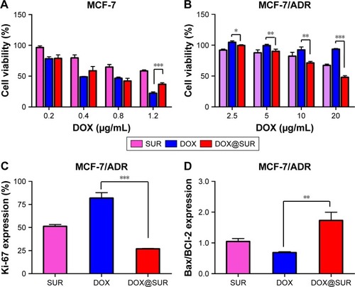 Figure 2 MDR reversal capacity of DOX@SUR nanoparticles.Notes: (A, B) Cytotoxicity against (A) MCF-7 and (B) MCF-7/ADR cells after treatment with blank SUR nanoparticles, free DOX or DOX@SUR nanoparticles at different DOX concentrations for 48 h by MTT assay. (C, D) The mRNA expression of (C) Ki-67 and (D) Bax/Bcl-2 in MCF-7/ADR cells treated with blank SUR nanoparticles, free DOX or DOX@SUR nanoparticles at a DOX concentration of 5 μg/mL for 12 h by real-time RT-PCR. Data are expressed as mean value ± SD (n=3). *P<0.05, **P<0.01, ***P<0.001.Abbreviations: DOX, doxorubicin; MDR, multidrug resistance; RT-PCR, reverse transcription-polymerase chain reaction; SUR, surfactin; DOX@SUR, DOX-loaded surfactin.