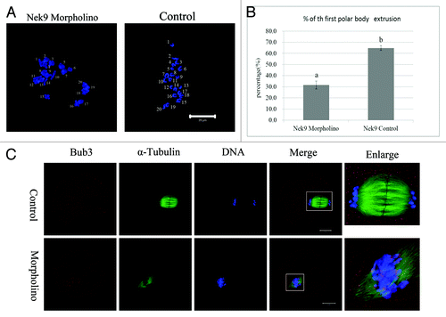 Figure 6. Nek9 depletion causes Pro-MI/MI arrest and failed PB1 extrusion and activation of SAC. (A) Oocytes of control MO and Nek9 MO groups were cultured for 12 h, followed by chromosome spreading experiments. (B) Percentages of the first polar body extrusion in the Nek9 MO injection group and control MO group. Data are presented as means +SEM of three independent experiments. Different superscripts indicate statistical difference at a p < 0.05 level of significance. (C) Detection of Bub3 in oocytes in Nek9 MO groups. Bub3, red; DNA, blue. Bar = 20 µm.