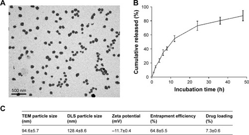 Figure 1 Characterization of PLGA-CPT NPs.Notes: (A) Representative transmission electron micrograph of NPs. (B) The in vitro release of CPT from PLGA-CPT NPs into buffer. (C) Physicochemical characterization of PLGA-CPT NPs. Data expressed as mean±SD from three independent experiments.Abbreviations: DLS, dynamic light scattering; NP, nanoparticle; PLGA-CPT, camptothecin-encapsulated poly(lactic-co-glycolic acid); TEM, transmission electron microscopy.