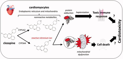 Figure 7. Proposed mechanism for clozapine bioactivation in cardiomyocytes leading to protein adduction and mitochondrial dysfunction as precursors to cell death or a toxic immune response resulting in cardiotoxicity.