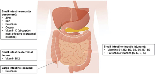 Figure 2 Main locations of micronutrient absorption in the gastrointestinal tract.