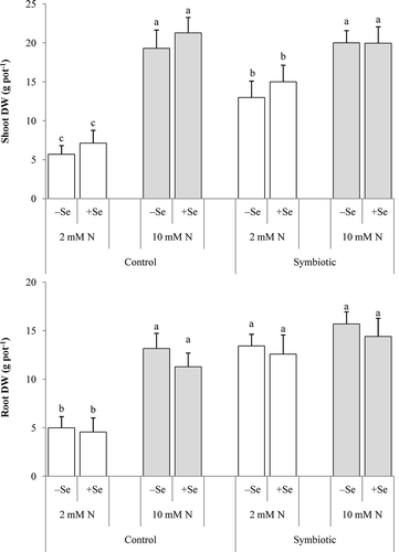 Figure 1 Dry weight (DW) of (a) shoot and (b) root in alfalfa (Medicago sativa L.) grown without and with selenium (Se) at low (2 mM, open bar) or adequate (10 mM, dark bar) nitrogen (N) supply either without (control) or with inoculation (symbiotic). Bars indicated by the same letter are not significantly different (P < 0.05).