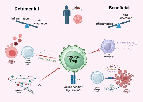 Figure 3. Summary of the possible beneficial and detrimental roles of Tregs after mosquito-borne viral infections. Tregs could inhibit the formation or activation of virus-specific CD8+ T cells resulting in less viral clearance. However, Treg function is needed to dampen excessive immune inflammation by for example M1 macrophages and Treg function is needed in the resolution phase of the infection. Excessive cytokine production as observed in some patients with severe arbovirus infection might impair the generation and function of inducible Tregs. Created with Biorender.