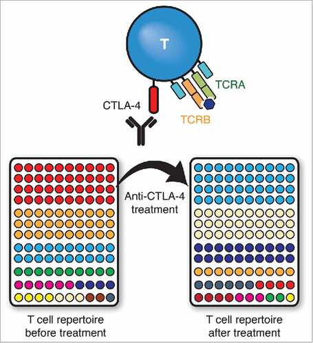 Figure 1. Anti-CTLA-4 monoclonal antibodies (mAbs) block CTLA-4 from inhibiting T cell activation. The resultant expansion and mobilization of activated T cells is reflected in the rapid turnover of the entire T cell repertoire in the periphery. In this representative example, each color represents a unique T cell clone as determined by next generation sequencing of rearranged TCRB genes and ranked by abundance.