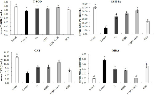 Figure 3 The effect of Lactobacillus fermentum CQPC08 and in combination with GOS on the serum levels of oxidation index CAT, GSH-Px, T-SOD and MDA of exercise-induced fatigue mice. Normal and control: vehicle (0.9% normal saline); Vc: 200 mg/kg of vitamin C in vehicle; CQPC: Lactobacillus fermentum CQPC08 (1.0 × 109 CFU/mL) in vehicle; CQPC + GOS: CQPC08 (1.0 × 109 CFU/mL) and 200 mg/kg GOS in vehicle; GOS: 200 mg/kg GOS in vehicle. a–eDifferent letters indicate that there is a significant difference between the two groups (P<0.05).