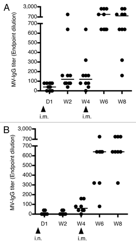 Figure 2. Humoral response against MV. hCD46tg mice were given 500 mIU MV-nAb one day prior to immunization i.m. (panel A) or i.n. (panel B) with 1 × 105 pfu rMV-SIVgag. Development of MV antibody titers over time is shown as median values in lines. The i.m. boost was performed at week 4 with 1 × 105 pfu rMV-SIVgag. Arrows show the time points of immunization.