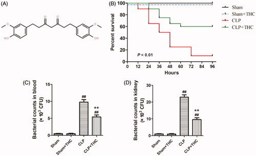 Figure 1. THC improved the survival rate of septic mice and retarded the bacterial growth in blood and kidney after CLP surgery. (A) Molecular formula of THC. (B) Survival curves. (C) Bacterial counts in blood. (D) Bacterial counts in kidney. Data were presented as the mean ± SEM (n = 6 in each group). ##p< .01 vs. the Sham group, **p< .01 vs. the CLP group.