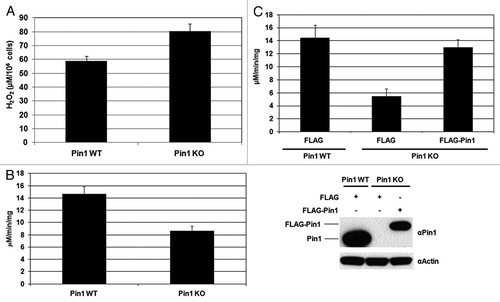 Figure 3. Regulation of PRDX1 peroxidase activity by Pin1. (A) The amounts of H2O2 release in the cultured media of Pin1 WT and Pin1 KO MEFs. Measurement of H2O2 was described in Materials and Methods. Error bars indicate standard deviations. (B) Peroxidase activity of PRDXs in Pin1 WT and Pin1 KO MEFs. (C) Pin1 WT and Pin1 KO MEFs were transfected with FLAG or FLAG-Pin1 plasmids as indicated. PRDX peroxidase activities of the transfected cells were measured as described in Materials and Methods. Expression of endogenous Pin1 and FLAG-Pin1 was examined by western blotting.