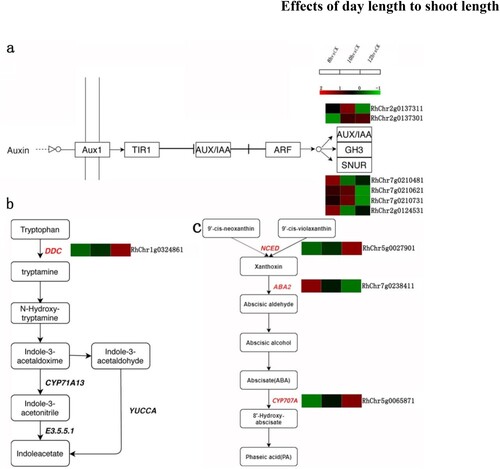 Figure 5. Numbers of DEGs between day length treatment and corresponding GO and KEGG enrichment data. (a) Numbers of up-regulated and down-regulated genes identified from comparison of 8 h vs CK, 10 h vs CK and 12 h vs CK. (b) Venn diagram of the data in A. (c) GO function enrichment analysis of DEGs. (d) KEGG pathway enrichment analysis of DEGs.