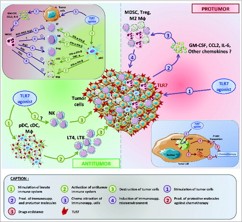 Figure 1. Dichotomous effects of TLR7 stimulation on tumor progression and chemotherapy. Toll-like receptor 7 (TLR7) stimulation can modify the tumor microenvironment. This can induce either an antitumor or a protumorigenic effect via both direct or indirect stimulation of cancer cells or immune cells. TLR7 stimulation can also decrease the efficacy of chemotherapy.