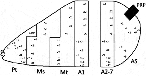 Figure 7. Third instar larva of Sphaerophoria rueppellii showing the number and relative positions of the body sensillae: P, prothorax; Ms, mesothorax; Mt, metathorax; A1, A2-7, abdominal segments; AS, anal segment; ARP, anterior respiratory process; PRP, posterior respiratory process. Symbols: Δ, sensilla with setae; •, sensilla without setae; x, extra sensory organ; #, head sensilla.