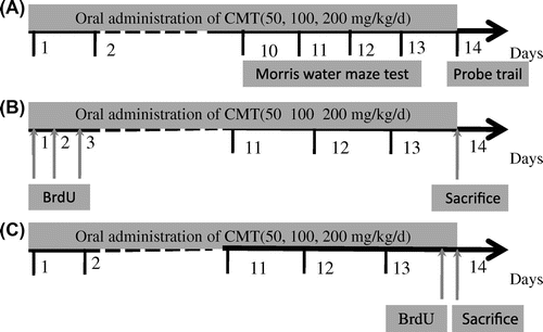 Fig. 1. Overview of the experimental design.Notes: (A) The schedule of behavioral test. (B) The experiment was designed to measure cell survival in the dentate gyrus. BrdU was injected three times to mice for the first three days, and CMT (50, 100, and 200 mg/kg) was given for the 14 days. The mice were sacrificed for immunohistochemistry study on the 14th day. (C) The experiment was designed to measure cell proliferation in the dentate gyrus. CMT (50, 100, and 200 mg/kg) was given for 14 days and the mice were killed 2 h after one injection of BrdU.