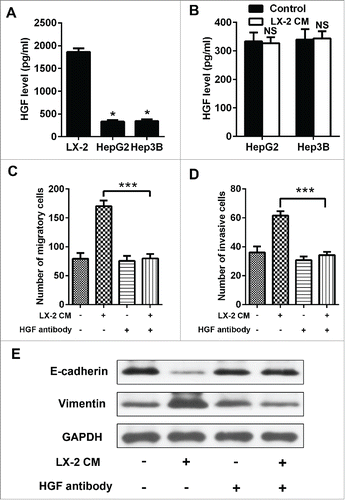 Figure 2. HGF secreted by LX-2 cells was capable of promoting Hep3B cells invasion and migration. A. To assess HGF levels in Hep3B, HepG2 cells and LX-2 cells CM by ELISA. *P < 0.01. B. To assess HGF levels in Hep3B and HepG2 cells treated with LX-2 cells CM by ELISA. NS, no significant. C and D. Hep3B cells treated with LX-2 cells CM and HGF antibody, then the number of invasive and migratory cells was counted by transwell assay. ***P < 0.001. E. Western-blot was used to detect E-cadherin and Vimentin expression in Hep3B cells treated with LX-2 cells CM and HGF antibody, GAPDH was used as an internal reference.