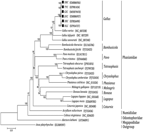 Figure 1. Phylogenetic analysis based on complete mitochondrial genome sequences. An N-J tree was built based on the phylogenetic analysis of 26 Galliformes species’ complete mitochondrial genomes. The mitochondrial genome sequences of the Galliformes species were obtained from the GenBank databases (Accession numbers have marked on the figure). Abbreviation of species indicates: DBC, Dongan black chicken; TYC, Taoyuan chicken; GXC: Gongxi chicken; DYC: Dongan yellow chicken; XBC, Xuefeng black-boned chicken; HLC, Huang Lang chicken.