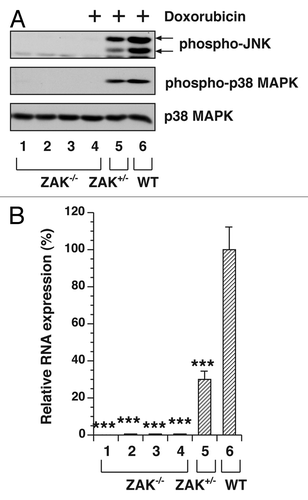 Figure 2. MAPK activation in WT, ZAK+/− and ZAK−/− BMDM. Serum-deprived BMDM were untreated or treated with 500 μM doxorubicin for 3 h. (A) Western blot of cell lysates from ZAK−/− (lanes 1 and 4), ZAK+/− (lanes 2 and 5) and WT (lanes 3 and 6) mice. (B) Measurement of gene expression in cells from four individual ZAK−/− mice (lanes 1–4), one ZAK+/− mouse (lane 5) and one WT mouse (lane 6) using real-time RT-PCR. Mean values ± SD are shown. *** p < 0.001 compared with values of the corresponding control treatments.