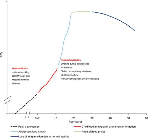 Figure 1 Natural history of lung function and risk factors at different stages. This figure shows the developmental trajectory of lung function, which is influenced by prenatal and postnatal factors. Reprinted with permission from Rennard SI, Drummond MB. Early chronic obstructive pulmonary disease: definition, assessment, and prevention. Lancet. 2015;385(9979):1778–1788. Copyright 2015 Elsevier Ltd. All rights reserved.Citation23