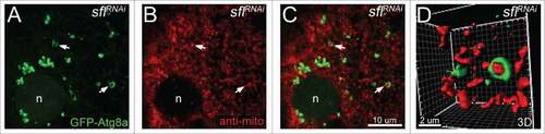 Figure 7. Proximity of mitochondria and autophagosomes in sfl RNAi-expressing animals. (A to D) Autophagosomes were visualized with GFP-Atg8a (green) and mitochondria were detected with anti-mitochondria antibody (red) in sfl RNAi expressing muscle (Mef2-GAL4>UAS-GFP-Atg8a; UAS-sfl RNAi). Autophagosomal vesicles containing mitochondrial spheroids are indicated by arrows. (D) Three-dimensional reconstruction from serial confocal optic sections depicting autophagosomal and mitochondrial localizations in an animal expressing the sfl RNAiconstruct. Some optical sections not included to reveal interior of structure. n, nuclei. Scale bars: 10 µm (A to C), 2 µm (D).