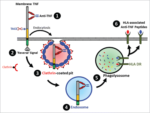 Figure 7. Schematic overview of the fate of TmTNF-bound anti-TNF. Binding of anti-TNF to cell surface expressed TmTNF (1) results in transducing intracellular ‘Reverse’ signal (2) and formation of a clathrin-coated pit (3) resulting in endocytosis of the complex into the endosomes (4) followed by delivery of the complex to the phagolysosome compartment (5) where proteolytically processed anti-TNF peptides are loaded onto HLA-DR and subsequently displayed as HLA-DR-associated peptides on the cell surface (6).
