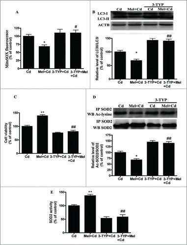 Figure 9. 3-TYP pretreatment abolishes the melatonin-suppressed autophagy in Cd-injured HepG2 cells. The effects of melatonin and 3-TYP pretreatment on mitochondrial-derived O2•− production (A), (B) A representative immunoblot and quantification analysis of LC3, (C) cell viability, (D) acetylated-SOD2 expression and (E) SOD2 activity. The results are expressed as a percentage of the Cd group, which is set at 100%. The values are presented as the means ± SEM, *p < 0.05, **p < 0.01 versus the Cd (10 μM) group, and #p < 0.05, ##p < 0.01 vs. the Mel + Cd group. (n = 6.)