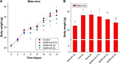 Figure 4 The body weights of male ICR mice during a 14-day treatment period of different selenium source. Se-deficient mice were orally administered saline (Control), sodium selenite (Selenite, 2 mg Se/kg bw), blank microspheres (Blank-M) and SeNPs-M once per 2 days for 14 consecutive days. (A) The change of body weight during SeNPs-M treatment (n=8). (B) The impacts of different Se sources on the last body weights (n=8). The number in brackets refers to the dose of selenite or SeNPs-M, based on Se dose (mg Se/kg bw). *P<0.05 versus control. a–cMeans within a panel with different letters differ significantly (P<0.05).Abbreviations: bw, body weight; Blank-M, blank chitosan microspheres; ICR, Institute of Cancer Research; SeNPs-M, selenium nanoparticles-loaded chitosan microspheres.