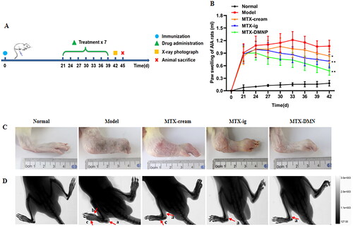 Figure 7. Therapeutic potency of MTX-loaded DMNs in rats. (A) Experimental design for therapeutic potency study. (B) Changes of left paw volume of different groups during treatment (mean ± SD, n = 6). *p < .05, **p < .01 compared with Model group. (C) The left hind paw images of rats from different groups on day 42. (D) X-ray radiological images of rat paws from different groups on day 42 (a: soft tissue swelling, b: bony density reduction, c: bony defect).