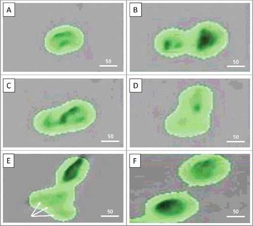 Figure 2. Failure of cytokinesis. A: Non-dividing cell #1 (ND1) is starting to divide (14 h 58 min); B: ND1 cell has divided without cytoplasmic abscission (15 h 30 min); C: Division is aborted, two daughter cells merged into the single one (15 h 56 min); D: ND1 cell resumes cytokinesis (23 h 20 min); E: ND1 in the process of division (cytokinesis) without cytoplasmic abscission. Arrows point to the nuclear segments, which may represent either several nuclei, or the single multi-lobed nucleus (around 56 hours and 40 min); F: Completion of ND1 cell division by 75 h 46 min. Scale bars – 25 µm. See also Supplementary Data.