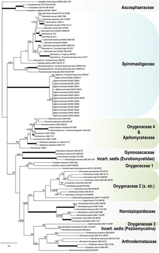 Fig. 5. Bayesian tree based on ITS sequences of the relationship between the new genus Sigleria and new species of Spiromastix, their placement in the family Spiromastigaceae among other families of Onygenales. Symbols and coding the same as for Fig. 4. GenBank accession numbers for all sequences are provided (Supplementary table I).