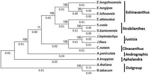 Figure 5. Molecular phylogenetic analyses of chloroplast genomes in the tribe Heliantheae. The tree was constructed with the sequences of 68 proteins present in all 13 species using the maximum-likelihood method implemented in RAxML. Bootstrap supports were calculated from 1000 replicates. Nicotiana tabacum and Arabidopsis thaliana were set as outgroups. The number on the top of the branch indicates the bootstrap value. And the number at the bottom of the branch indicates the evolutionary distance. The genus to which each species belongs is shown to the right side of the tree.