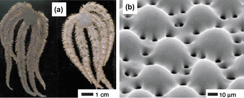 Figure 15. (a) Light sensitive species, O. wendtii, changes colour markedly from day (left) to night (right). (b) Scanning electron micrograph of the peripheral layer of dorsal arm plate of O. wendtii shows enlarged lens structures surrounded by chromatophores. Source: Aizenberg et al. 2001, reproduced with permission from Nature.