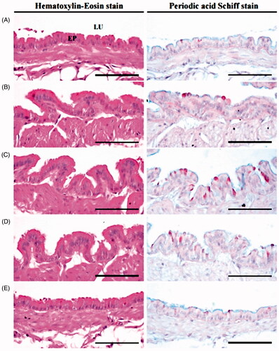 Figure 6. Changes on the intrapulmonary secondary bronchus epithelial thicknesses and PAS-positive mucous producing cell numbers during expectorant assay. Values are expressed as means ± SD of eight mice. KOG: Kyeongok-go, Traditional mixed herbal formulation. AM: Ambroxol; PAS: Periodic acid Schiff stain. H-value = 25.41 (bronchus epithelial thicknesses) and 23.80 (mucous producing cell numbers). ap < 0.01 and bp < 0.05 as compared with intact control by MW test.
