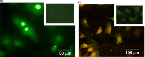 Figure 4. Fluorescence microscopy images of the cells labeled with CFO NPs: (a) one-photon excited fluorescence microscopy, excitation: 490 nm, emission: 525 nm; (b) two-photon excited fluorescence microscopy, excitation: 790 nm, emission channels: green (480–490 nm), yellow (500–550 nm), red (610–630 nm). Control cell lines without NPs are shown as inserts.