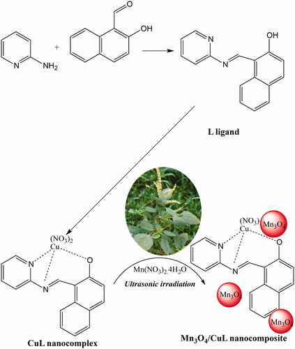 Scheme 1. Synthesis of Mn3O4/CuL bio-nanocolloid under ultrasonic irradiation.