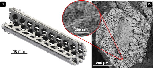 Figure 15. EB-PBF of Raney-copper composed of Cu-70.6Al (at.%) (adapted from (Wolf et al., Citation2020) under a CC BY 4.0 license). (a): CT-cutaway reconstruction of an EB-PBF-processed POCS with dense struts in the as-built state. (b): Microstructure of the cross-section of a dealloyed strut with a nanoporous copper skin layer and a solid core; the inset shows copper ligaments and channels in the nanoporous skin area.