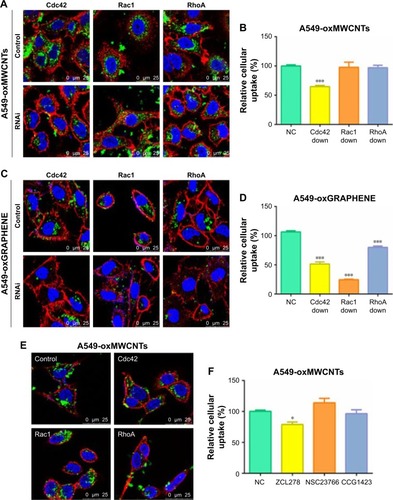 Figure 5 The endocytosis of oxMWCNTs and oxGRAPHENE in A549 cells after down-regulation of Cdc42, Rac1, and RhoA. The carbon nanomaterials (green) were detected by reflected signals. (A–D) CLSM images of endocytosis and relative cellular uptake of oxMWCNTs or oxGRAPHENE in wild and Rho GTPase-silenced A549 cells. (E–H) The endocytosis of oxMWCNTs and oxGRAPHENE in A549 cells after inactivation of Cdc42, Rac1, and RhoA. Data were expressed as mean ± SE, n (indicates different cells) ≥30 (*P<0.05; ***P<0.001).Abbreviations: MWCNTs, multi-walled carbon nanotubes; CLSM, confocal laser scanning microscopy; NC, negative control.