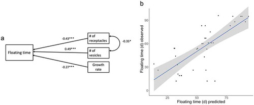 Fig. 3. Path model III (see Table 3) showing the best fit. (a) Standardized path coefficients are provided for each one-headed arrow, and correlation coefficient for the two-headed one. The asterisk indicates significant regression weights. The curved arrow indicates significant correlation among the observed variables. (b) Multiple regression scatter plot, where the floating time is plotted against the predicted values. The latter ones are generated by a multiple regression model including the three independent variables: # of receptacles (β ± SE: –0.26 ± 0.8, p < 0.01), # of vesicles (1.21 ± 0.32, p < 0.001), and growth rate (−1.74 ± 0.84, p < 0.05), with an R2 of 0.53. The grey area surrounding the regression line represents the confidence interval.