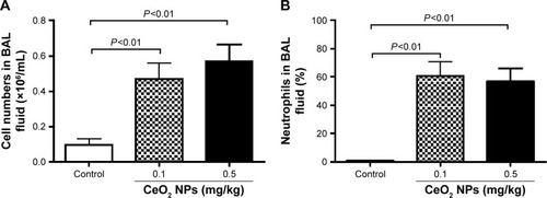 Figure 2 Total numbers of cells (A) and neutrophil numbers (B) in bronchoalveolar lavage (BAL) fluid 24 hours after intratracheal instillation of either saline or 0.1 or 0.5 mg/kg cerium oxide nanoparticles (CeO2 NPs) in mice. Data are mean ± standard error of the mean (n=6–8 in each group).